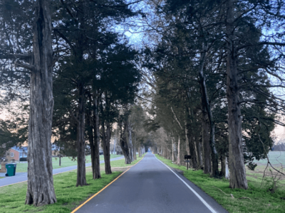 rural road with trees